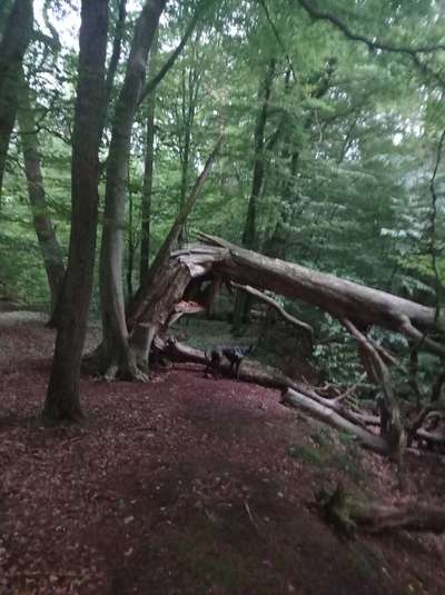 Die wunderschöne Welt mit Hund.-Beitrag-Bild