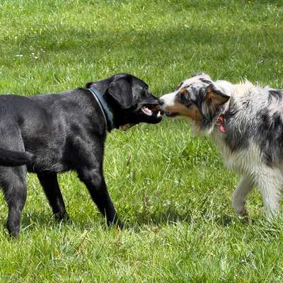 Hundetreffen-Üben/spielen/gassi-Bild