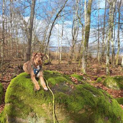 Hundetreffen-Hundefreund:In gesucht-Bild