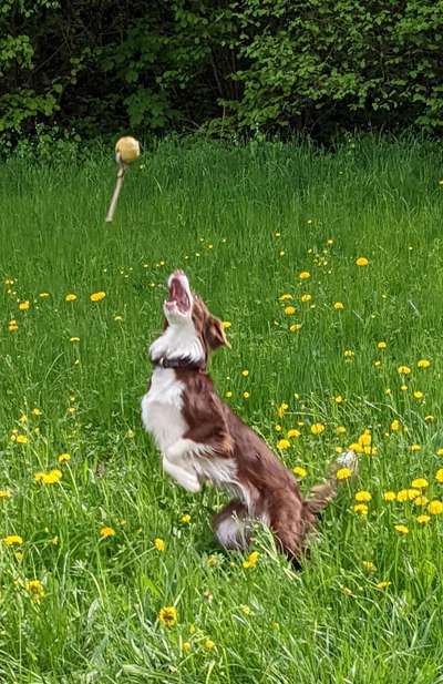 Dogorama Photo Challenge - Apportieren-Beitrag-Bild