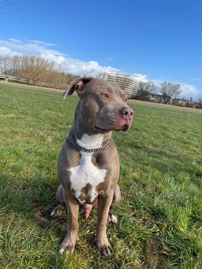 Reinrassige Hunde?-Beitrag-Bild