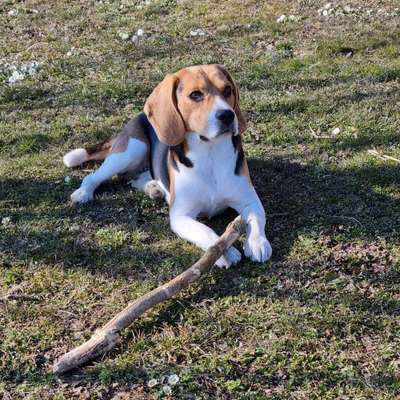 Hundetreffen-Spielen und/oder Gassigehen