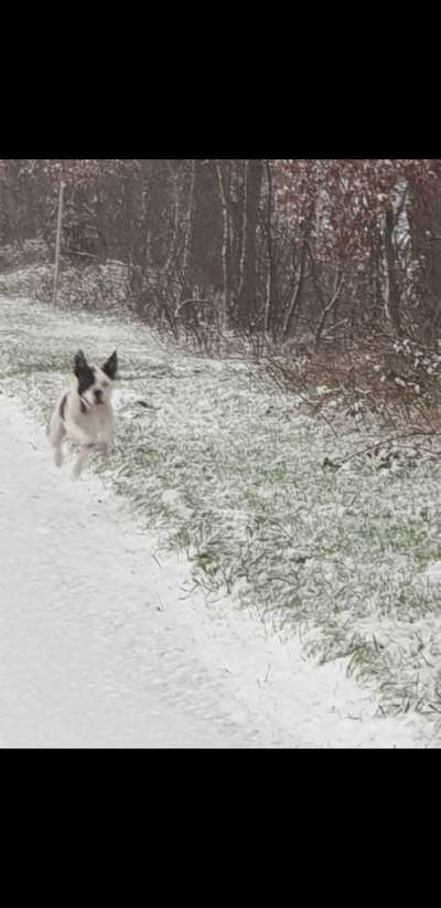 Zeige das lustigste Bild eures Hundis-Beitrag-Bild
