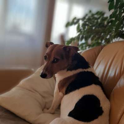 Foto's und Hundemodels-Beitrag-Bild