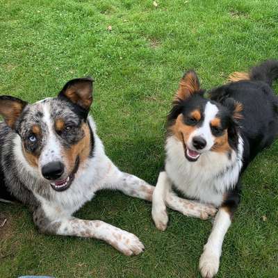 Bester Freund, Hundekumpel - zeigt her!-Beitrag-Bild