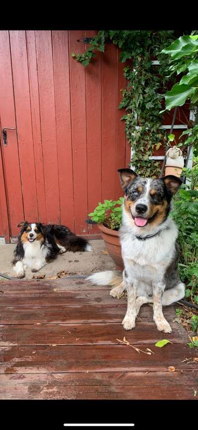 Bester Freund, Hundekumpel - zeigt her!-Beitrag-Bild