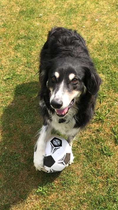 Dogorama Photo Challenge - Lieblingsspielzeug!-Beitrag-Bild