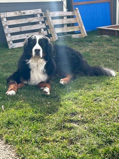 Berner Sennen-Beitrag-Bild