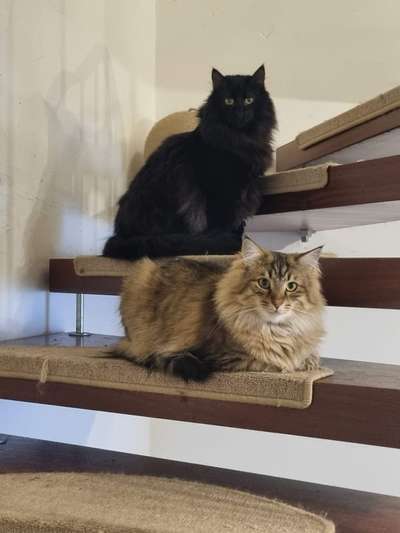 aktuelles Foto Gruppe Katzen 🐈 & Hunde 🐕 FRIENDS