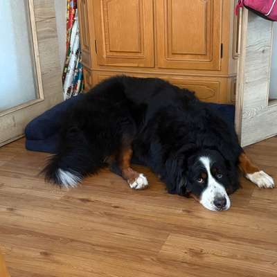 aktuelles Foto Gruppe Sennenhunde (Berner, Appenzeller, Grosser Schweizer, Entlebucher)