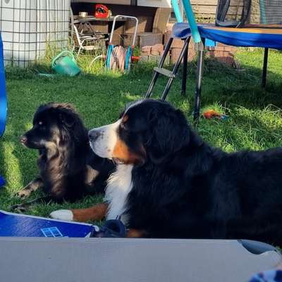 Hundetreffen-Hundetreff-Profilbild