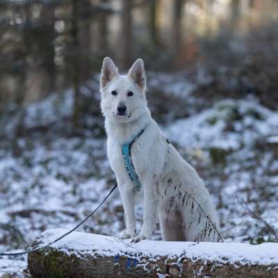 Hundetreffen-Social Walk -> Lernspaziergang-Bild