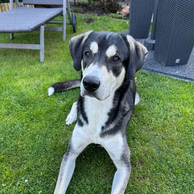 Hundetreffen-Playdate-Bild