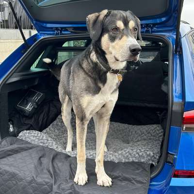 Hundetreffen-Spieltreffen in Wunstorf-Bild