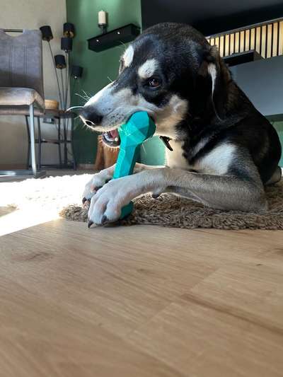 Unkaputtbares Spielzeug-Beitrag-Bild