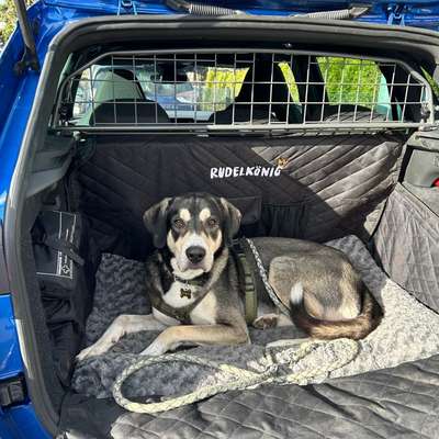 Welches Auto mit welchem Hund-Beitrag-Bild