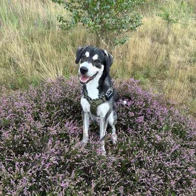 Hundetreffen-Spielfreunde gesucht-Bild