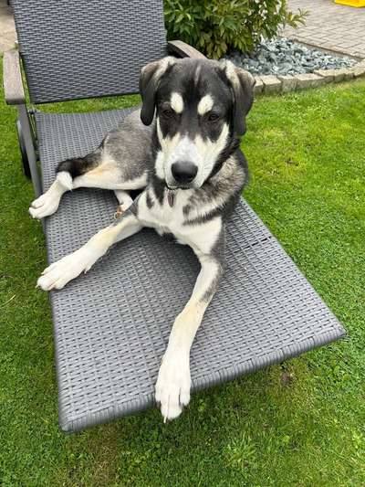 Mischlinge raten - Rätselspaß-Beitrag-Bild