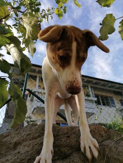 Lustigsten Grimassen von euren Hunden-Beitrag-Bild