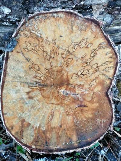 Die wunderschöne Welt mit Hund.-Beitrag-Bild