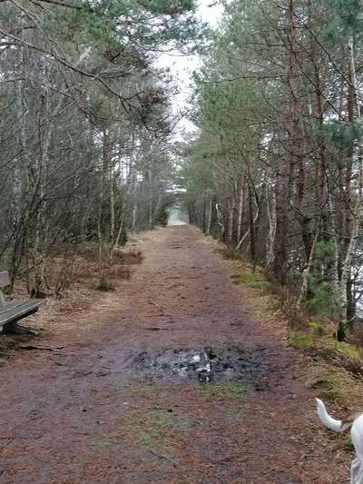 Die wunderschöne Welt mit Hund.-Beitrag-Bild