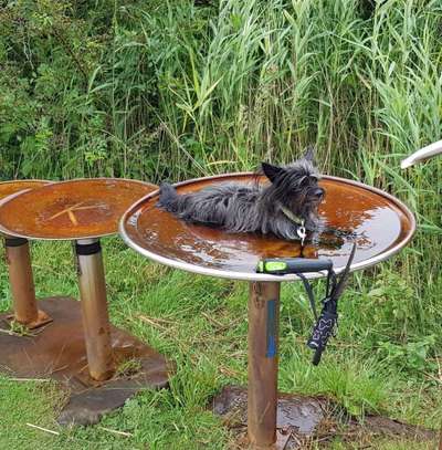 Dogorama-Monats-Challenge-Mai "Wasser"-Beitrag-Bild