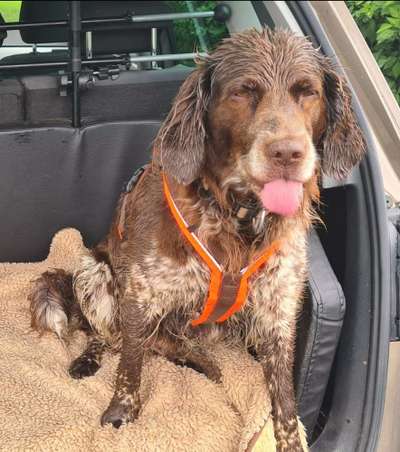 Die Dogorama Wochen Challenge "Spaziergang im Regen"-Beitrag-Bild