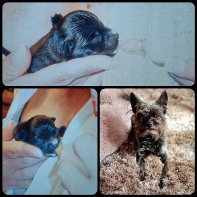 Welpen Bilder !-Beitrag-Bild