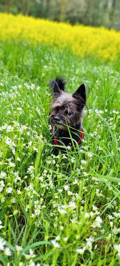Die Dogorama Monats Challenge "Es grünt und blüht"-Beitrag-Bild