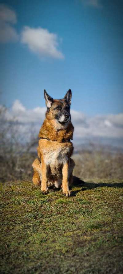 Schäferhund-Beitrag-Bild