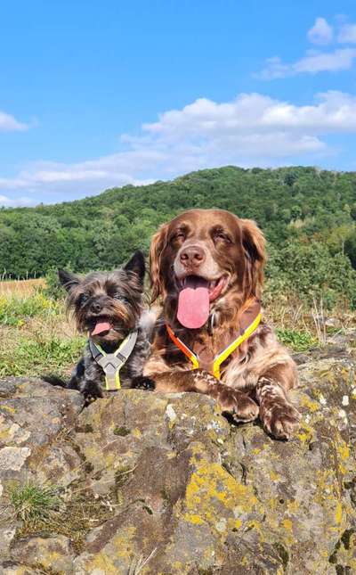 Die Dogorama Kalender Challenge 4/4-Beitrag-Bild