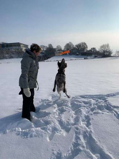 Challenge Nr. 16         Dynamik - Dein Hund in Bewegung-Beitrag-Bild