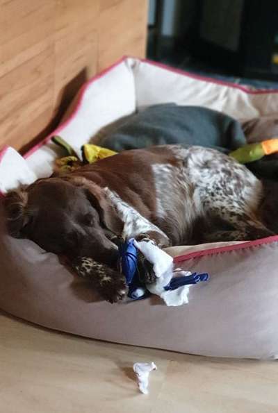 Zeige das lustigste Bild eures Hundis-Beitrag-Bild