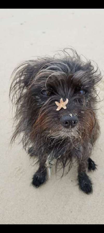 Challenge 41 - Mein Hund im Urlaub-Beitrag-Bild