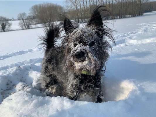 Fotochallenge 61 ~ Schnee-Beitrag-Bild