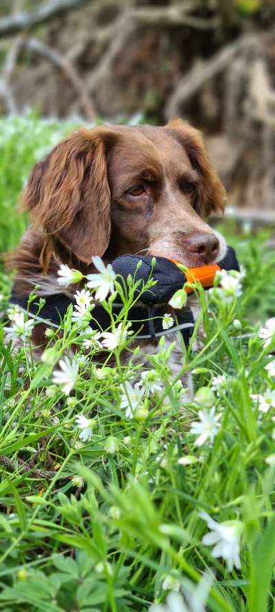 Die Dogorama Monats Challenge "Es grünt und blüht"-Beitrag-Bild