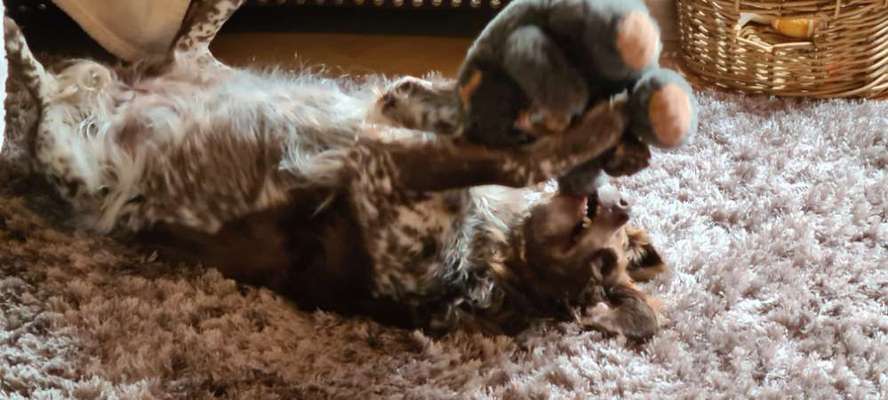 Die Dogorama Wochen Challenge-Beitrag-Bild