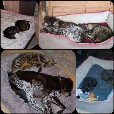 Hund und Katz Momente-Beitrag-Bild