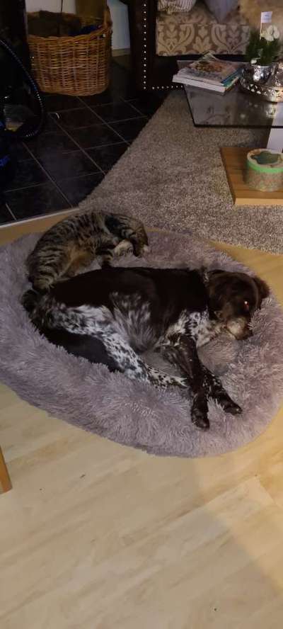 Hund und Katz Momente-Beitrag-Bild