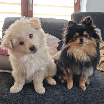 BIG LOVE :) mit 2 Hunden❣️-Beitrag-Bild