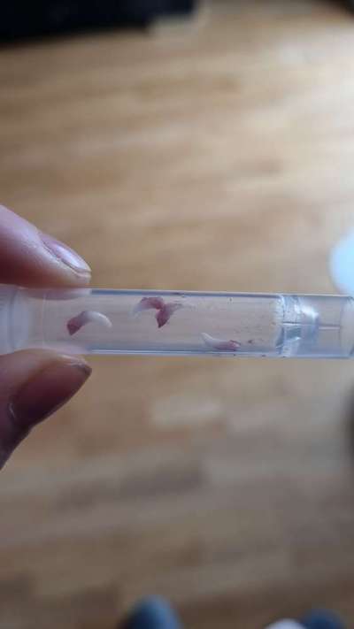 Doppelte Fangzähne "Haizähne"-Beitrag-Bild