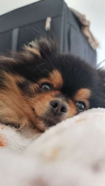 Hundetreffen-Gassi-Bild