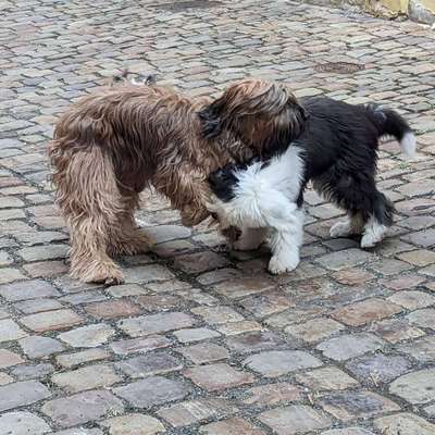 Hundetreffen-Bobtailtreff Hamburg-Bild