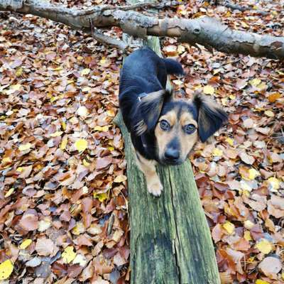 Die Dogorama Kalender Challenge Teil 1/4-Beitrag-Bild