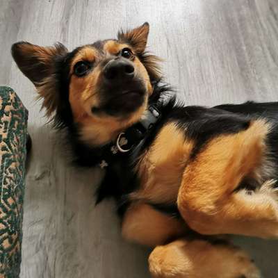 Welpen Bilder !-Beitrag-Bild