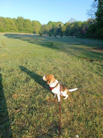 Hunde aus dem Tierschutz für Anfänger?-Beitrag-Bild