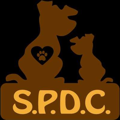 Hunde aus dem Tierschutz für Anfänger?-Beitrag-Bild