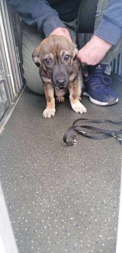 Wie kamst du zu deinem Hund?-Beitrag-Bild