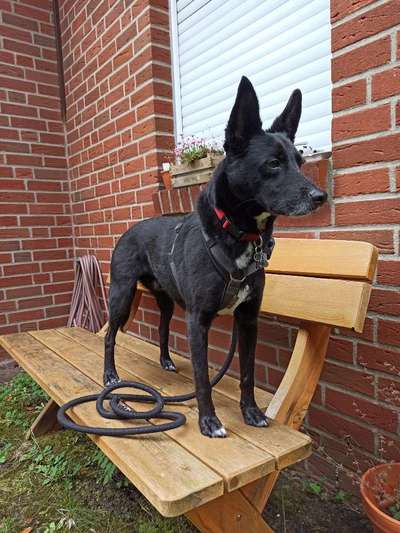 Wie kamst du zu deinem Hund?-Beitrag-Bild