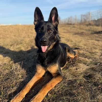 Hundetreffen-Aleja sucht neuen Gassi und Spielpartner-Bild